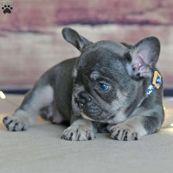 Chai, French Bulldog Puppy